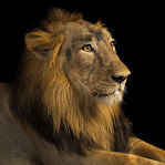 Panthera leo persica