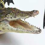 Crocodylus niloticus