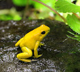 Phyllobates terribilis