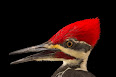 Dryocopus pileatus