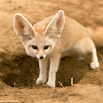 Vulpes zerda