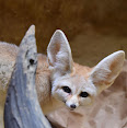 Vulpes zerda