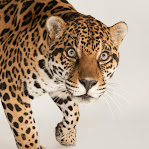 Panthera onca