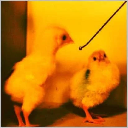 https://lh6.googleusercontent.com/Ld-Z1g9YpSsV6VzxzvEji374z7u_AlkpdVj9u5XWC1QZPolISEFIpiRvBVasgGBNnmwjUhTGvis-kqeaM3sW8i850raPKuQ-E13aZuBhrmbPXTeg5kgjip4QhCthu9vWPiWusUbmqNsny-uiFQPXi-CKO5LcYZxuyl8K5yBcYKgfbL_WyZB38Ga5iH1OZBfhNho