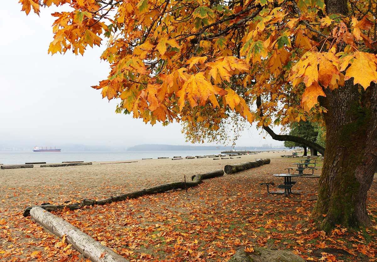 Spanish Banks Fall Leaves Bike Ride