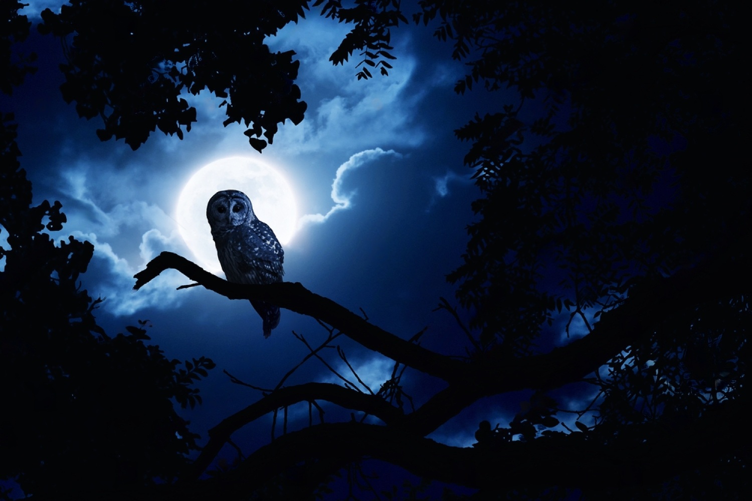 Where Do Birds Go At Night? 3 u1uciP w1oRjykP3mcL4u9RZ8atp45XwyO2cER5xZvhRVwTLS4UTQ6puF2fceav050rqGEUQEIQTqmKN3lDiaoQpwW KyVgZfR3mqX921w7gth NeKjlpj500hIvqSMsgCwKj6eN VhUbfVBRIa2lBk