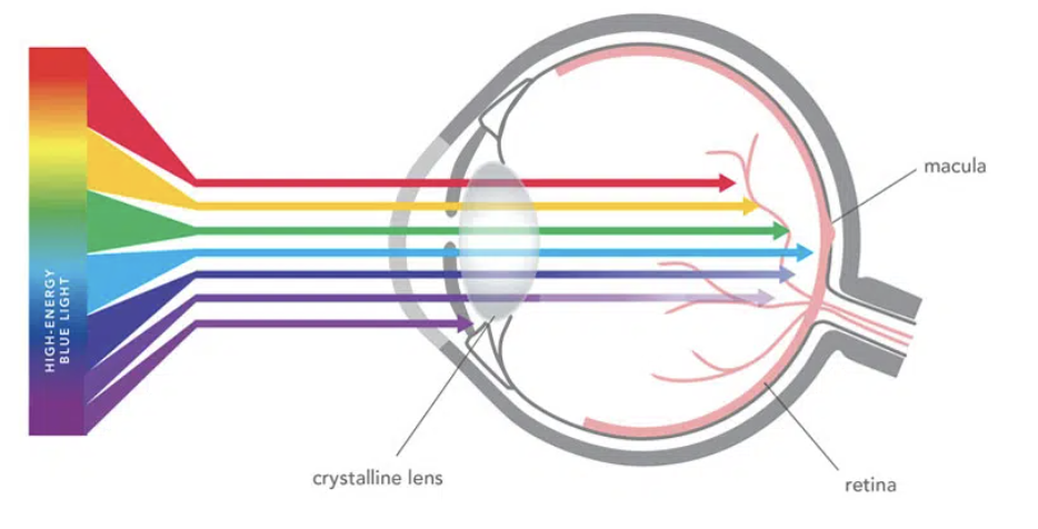 How Blue Light Accelerates Aging?