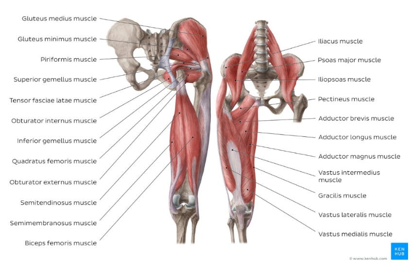 Muscles of the hip and thigh 
