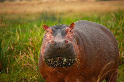 The Pygmy Hippopotamus