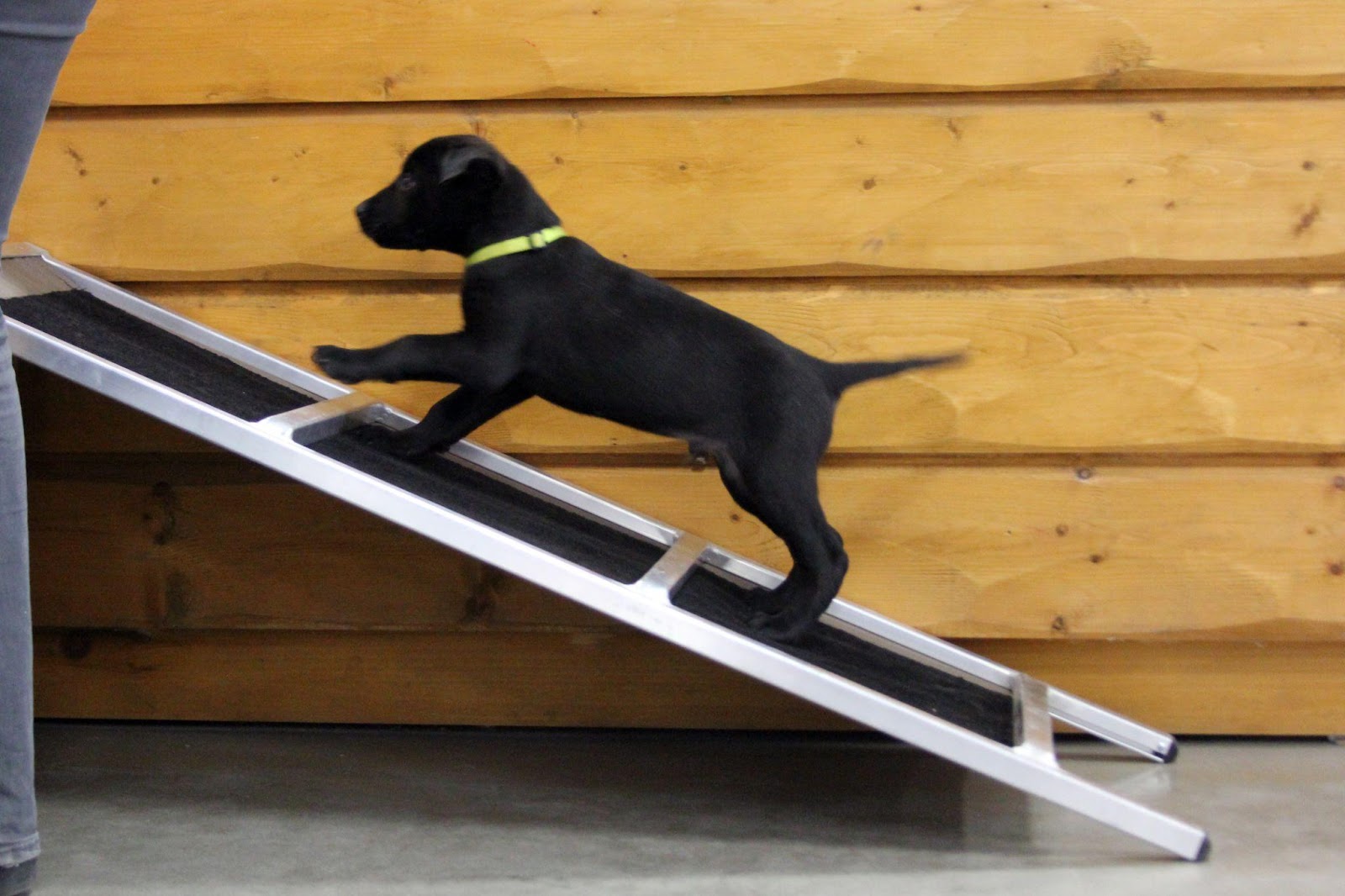 5 Reasons Your Pup Needs a Dog Ramp | Canvas Works Blog