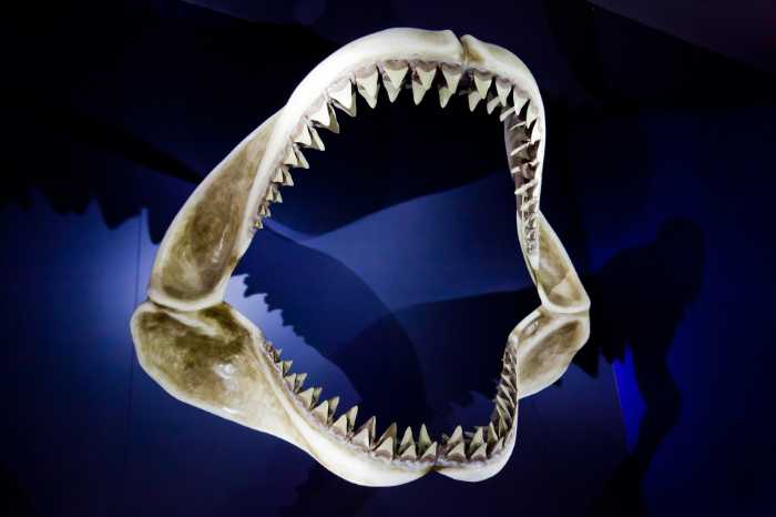 Great White Shark Teeth Row