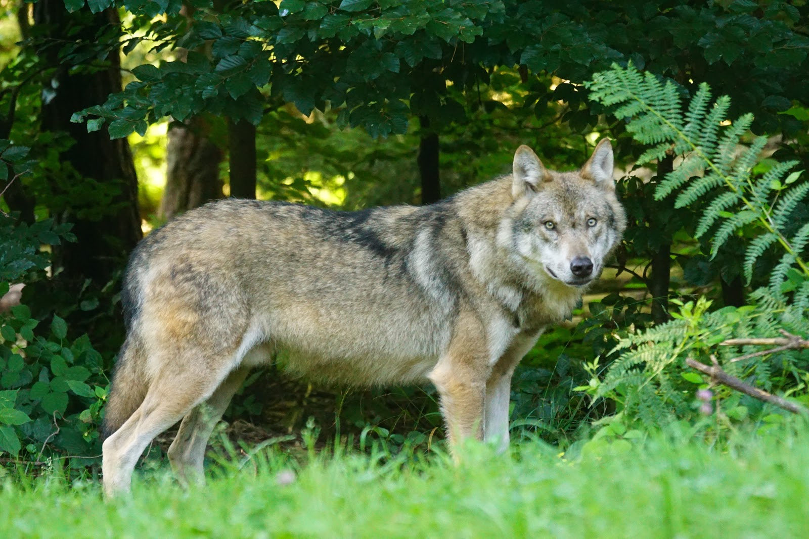 A wolf that is not against a white background.