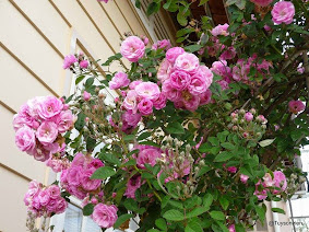 Chuyên bán các loại hoa hồng leo, hồng đứng đủ màu, cây hương thảo, hoa lạ đẹp - 1