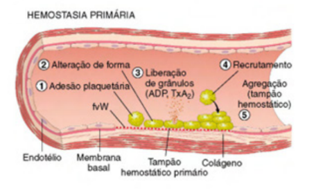 Hemostasia primária - Estágios da hemostasia.