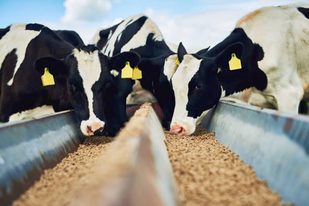 It's only the best for these cows Cropped shot of a herd of cows feeding on a dairy farm animals feeding stock pictures, royalty-free photos & images