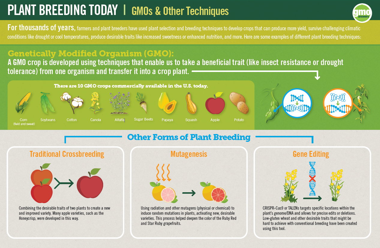 Мифы и правда о ГМО