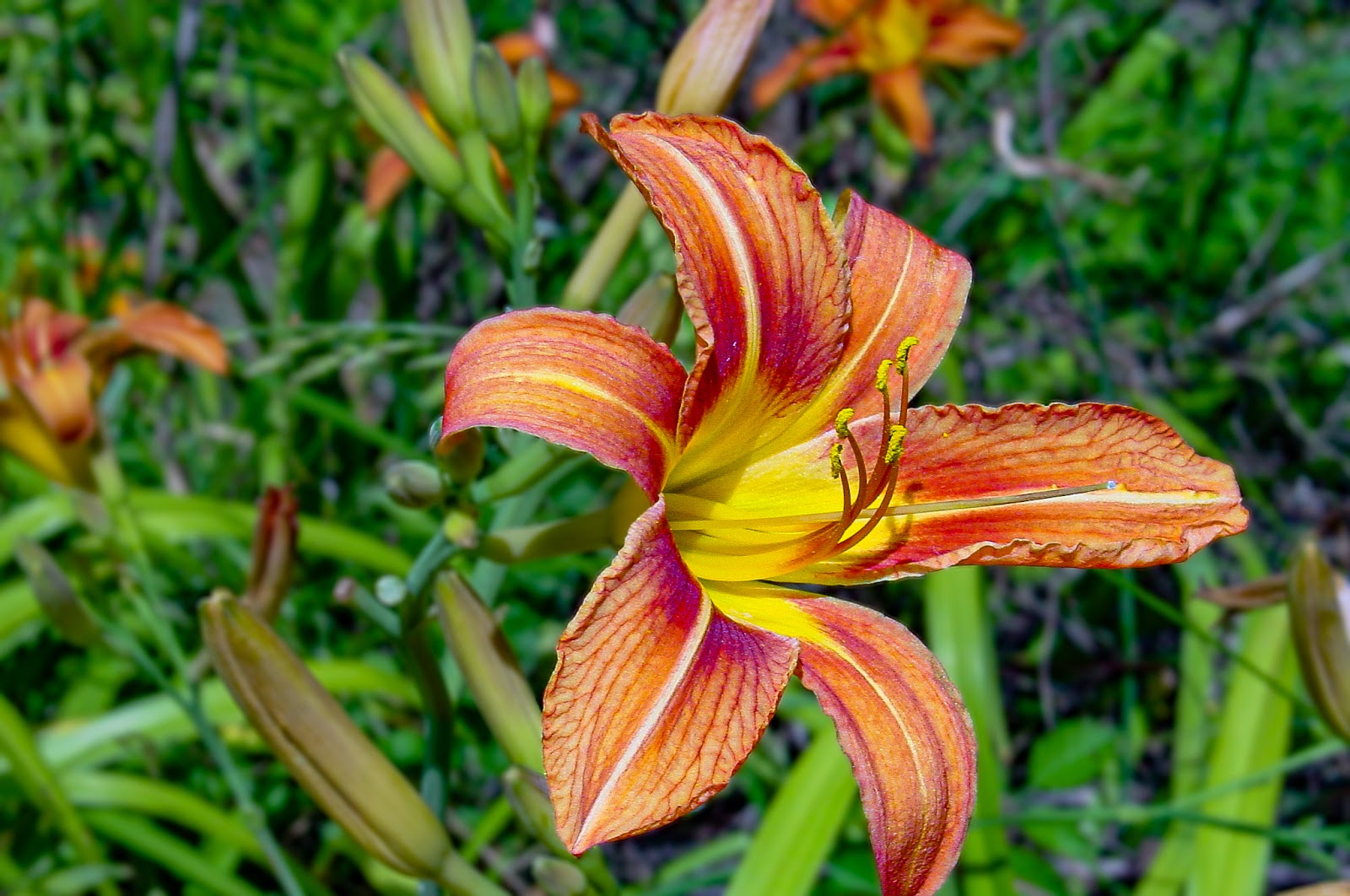 An orange Day Lilly 