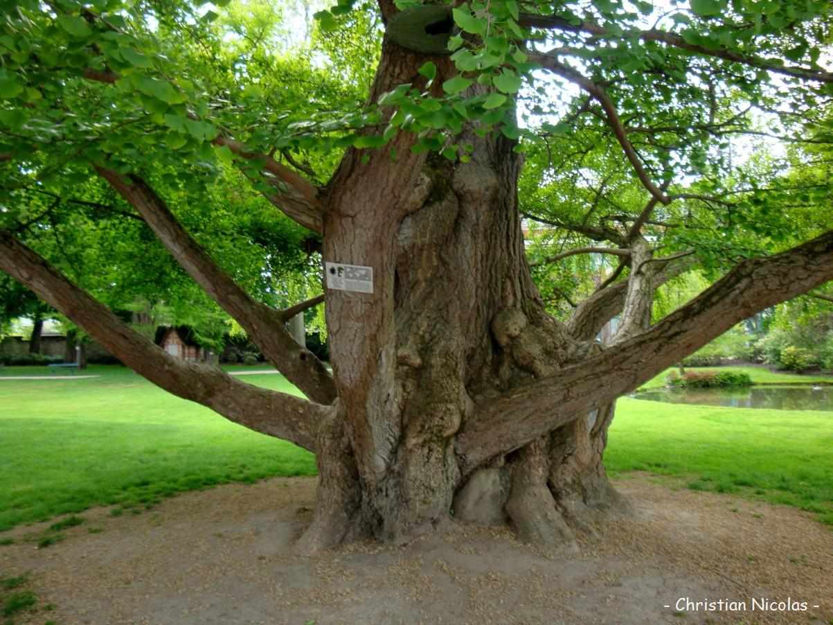 The Many Legacies of Ginkgo biloba