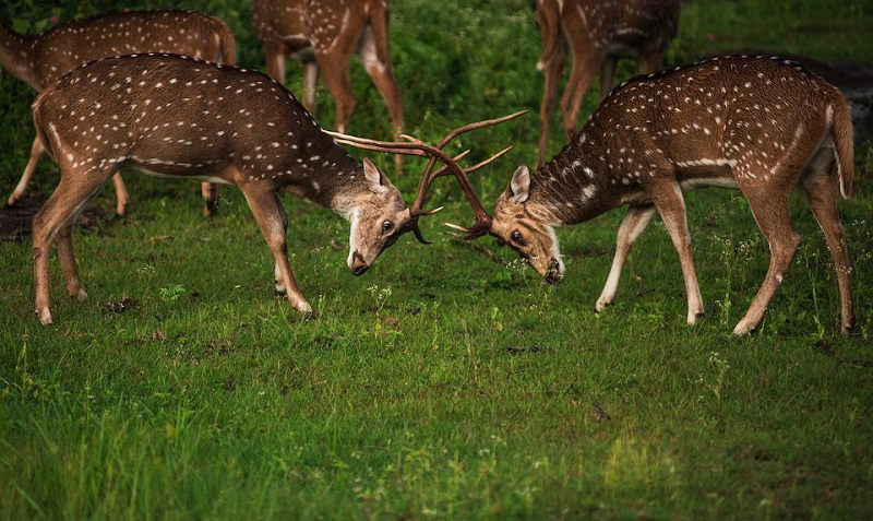 Deer fighting