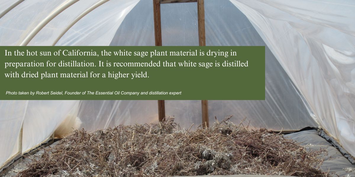 In the hot sun of California, the white sage plant material is drying in preparation for distillation. It is recommended that white sage is distilled with dried plant material for a higher yield. Photo taken by Robert Seidel, Founder of The Essential Oil Company and distillation expert.