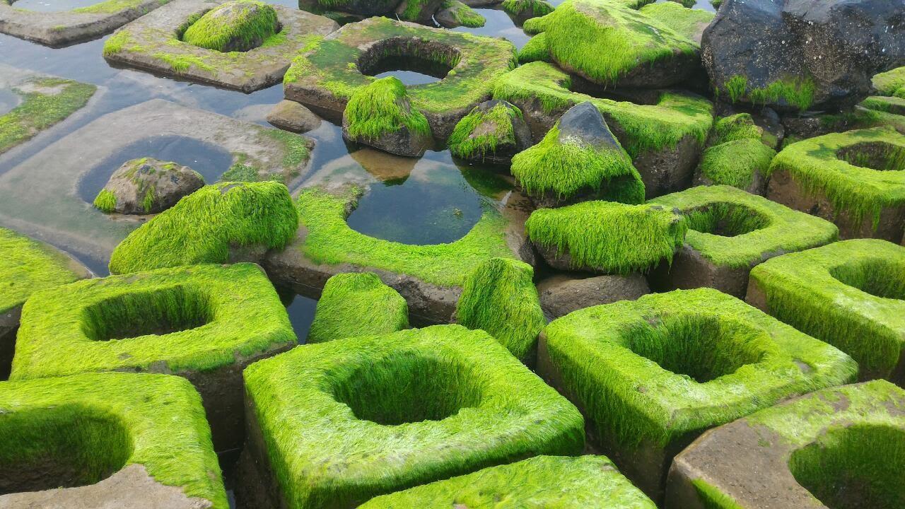 Bờ kè chắn sóng Xóm Rớ Phú Yên thiên đường rêu xanh
