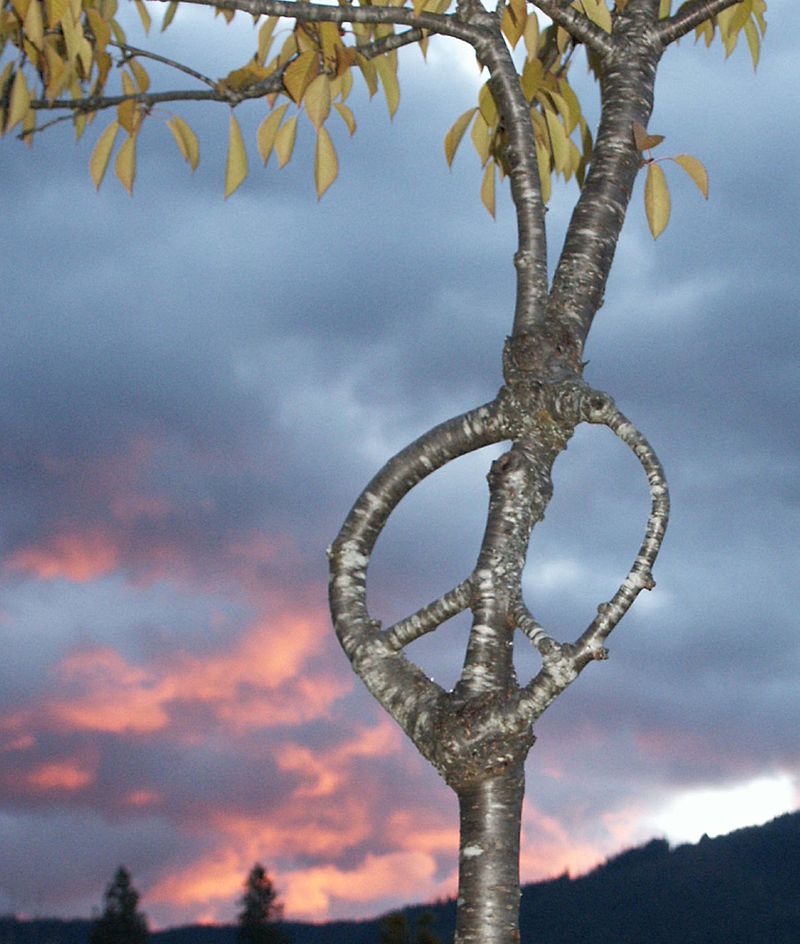 800px-Peace_web.jpg
