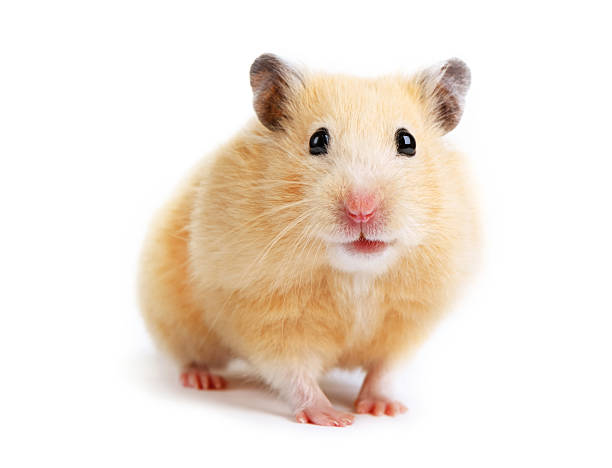 A Hamster