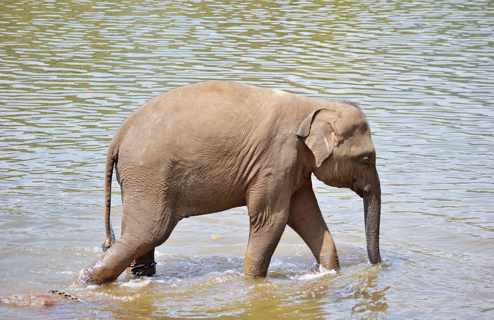 Free photo Bath Sun Bath River Bath Elephants Baby Elephant - Max ...