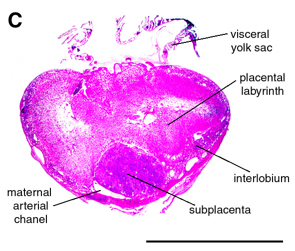 C: Histological section of the chorioallantoic placental of the same stage. Scale bars = 0.5 cm.