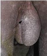 A buffalo bull with scrotal dermatitis. The arrow indicates a lesion attributed to an insect bite. (Photo courtesy Prof. William Vale).