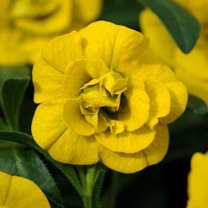 MiniFamous Double® Deep Yellow