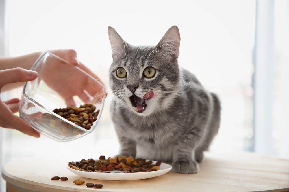 Не забувайте про те, що коти теж хочуть їсти