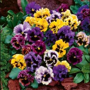 Image result for pansy frizzle sizzle mix