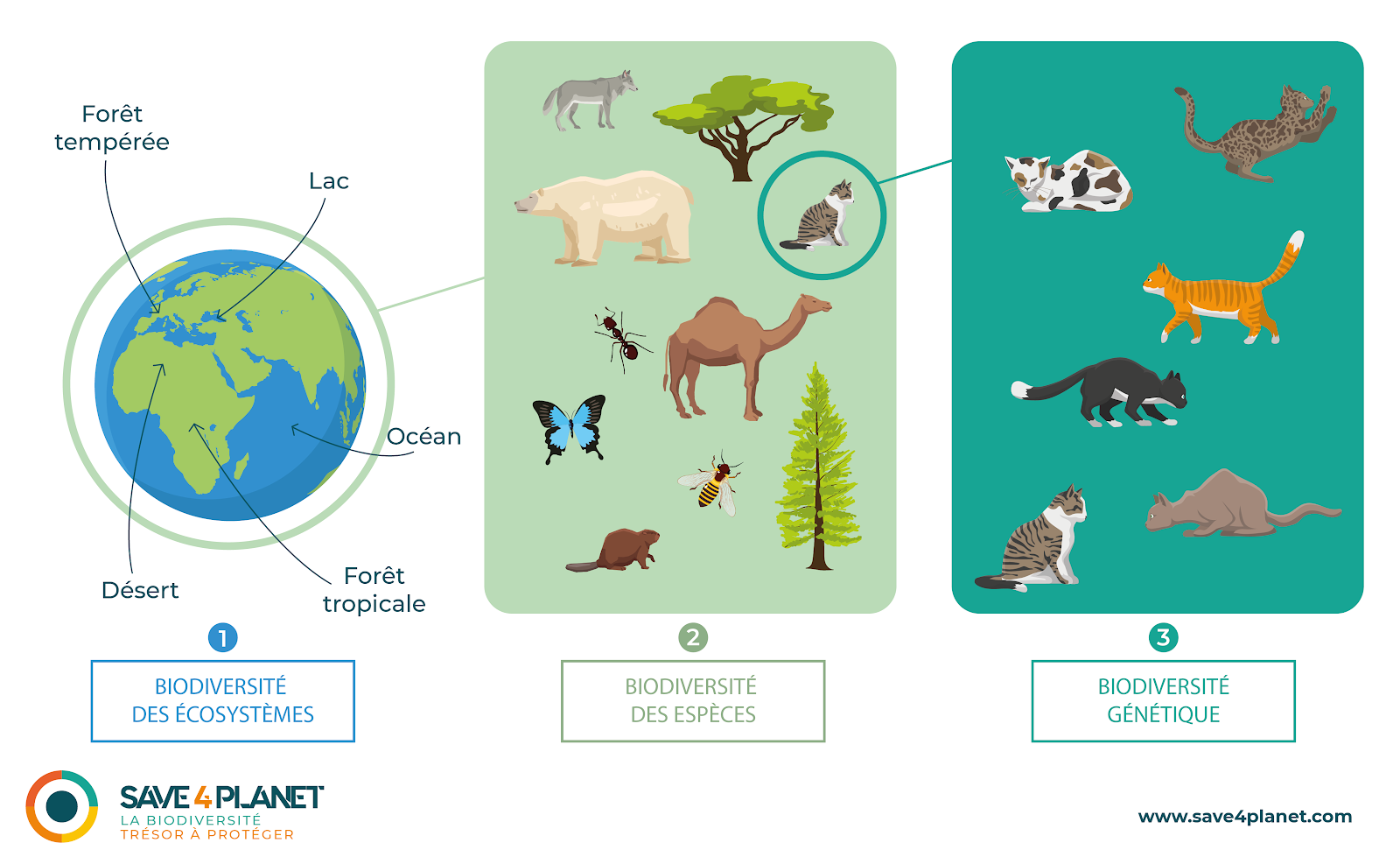 Biodiversité, définition, pourquoi et comment la protéger - Save 4 Planet
