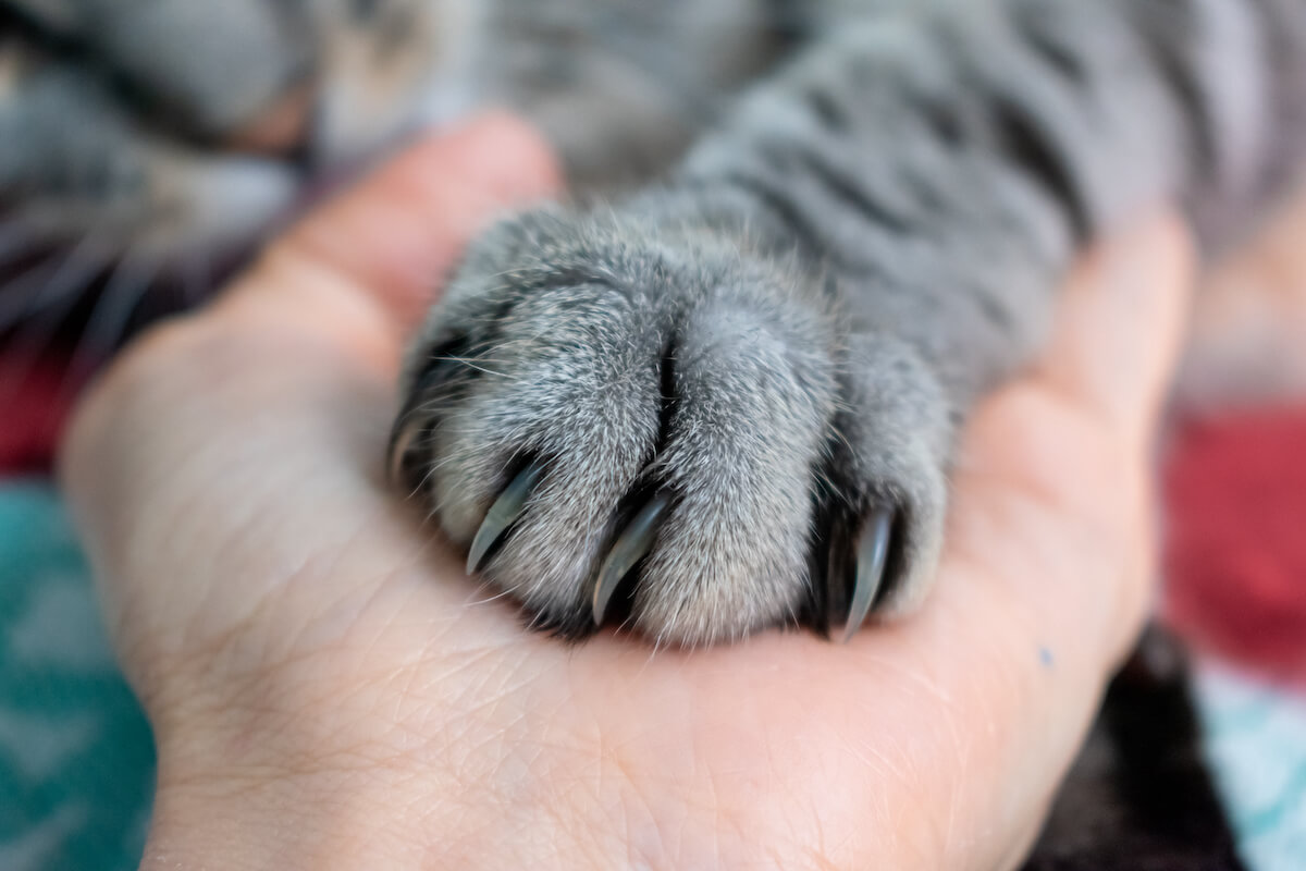 prendre soin des griffes de votre chat