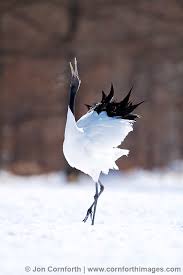 Image result for red crowned Cranes