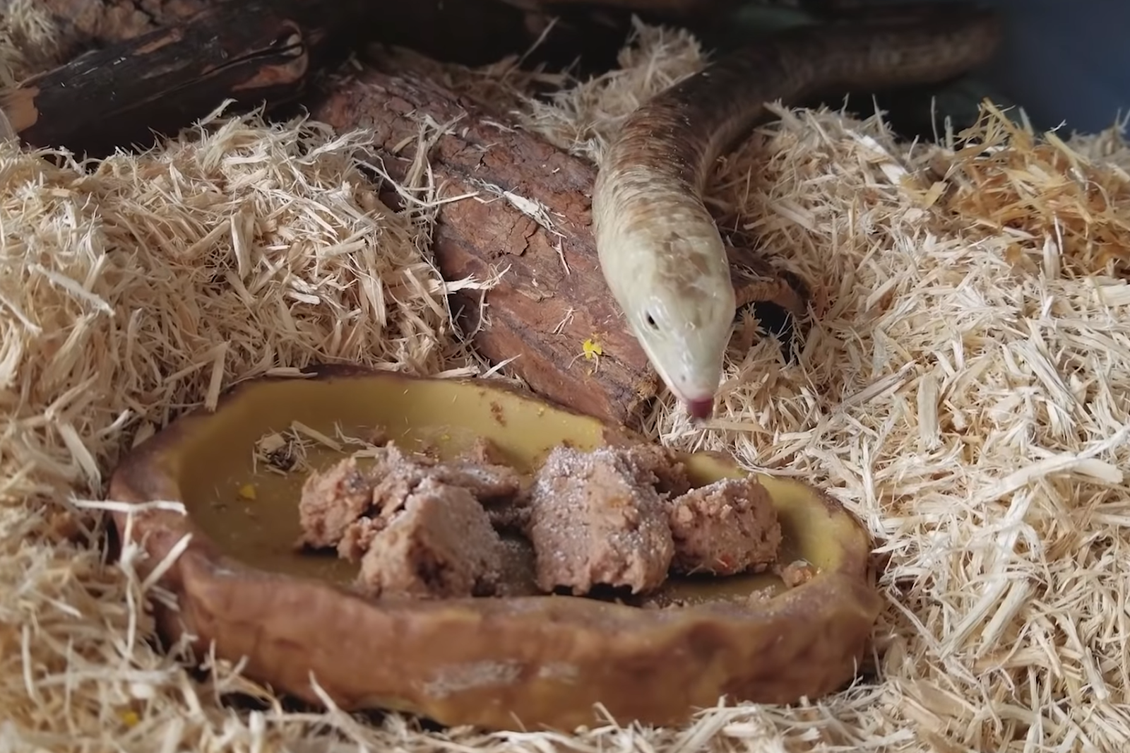 European legless lizard eating dog food
