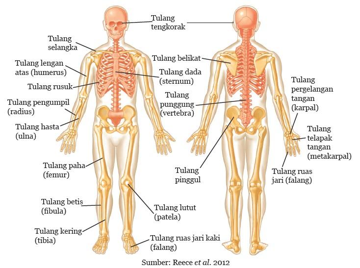 sistem rangka - bagian-bagian rangka