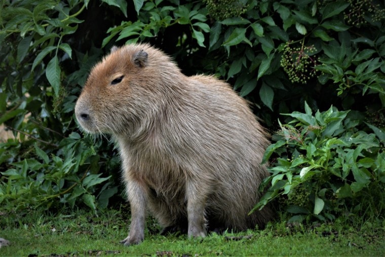 Capybaras