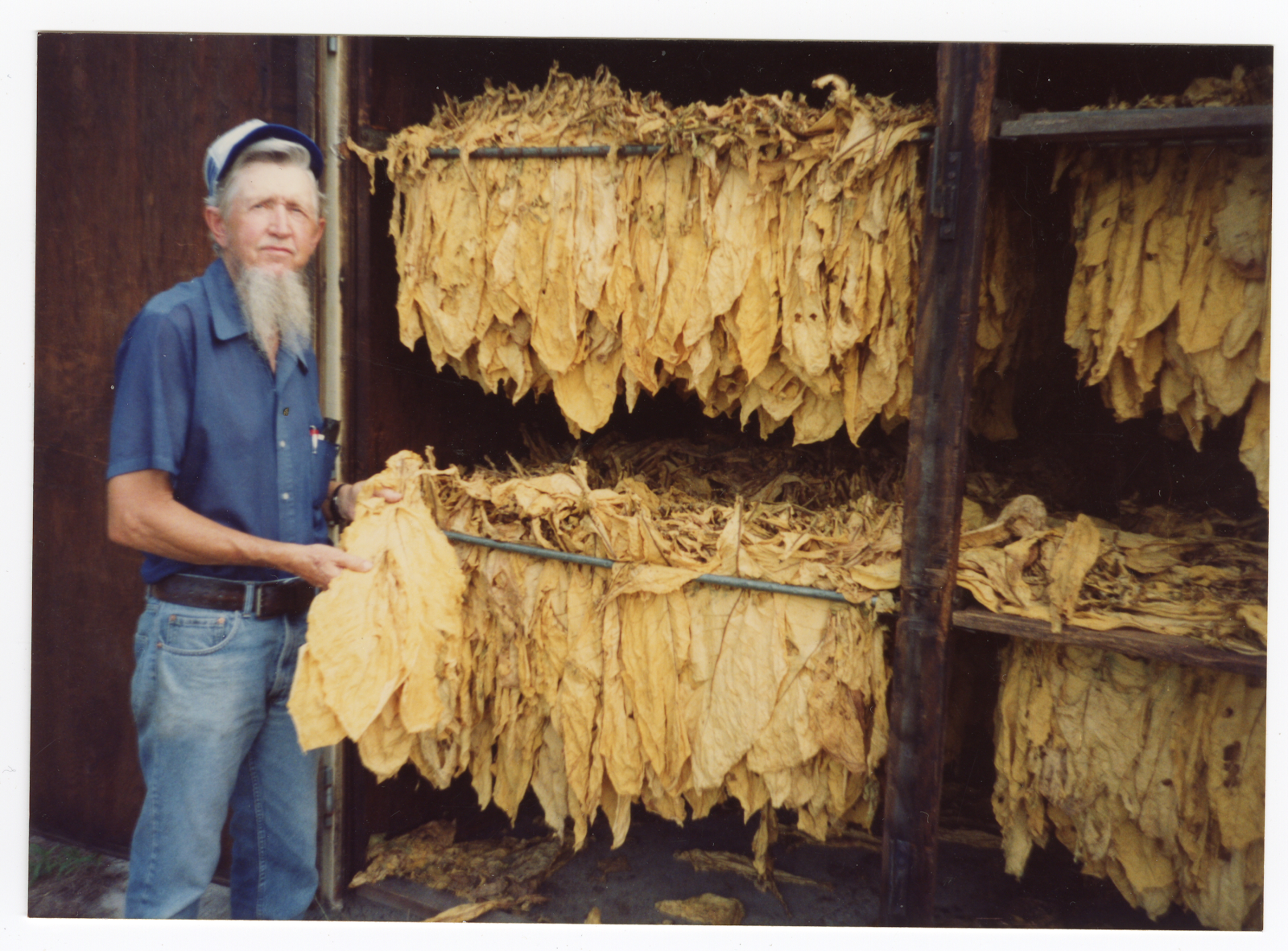 old man with long beard holds tobacco and standing in front of tobacco produce