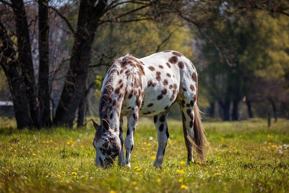 Koń, Appaloosa, Charakter, Zwierząt, Biały Koń, Łąka