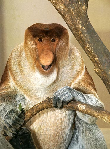 Male proboscis monkey at San Diego Zoo