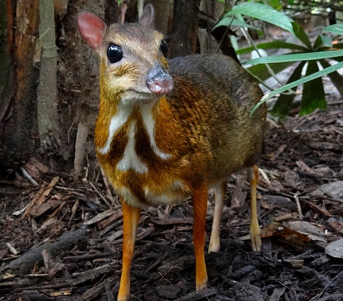 Image of mouse-deer of unknown species taken in Singapore, licensed under Creative Commons Attribution-Share Alike 3.0 Unported