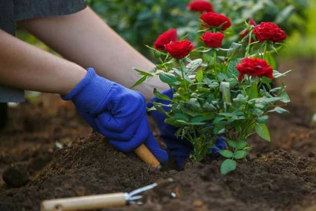 Cách bón phân và tưới nước để cây hoa hồng phát triển