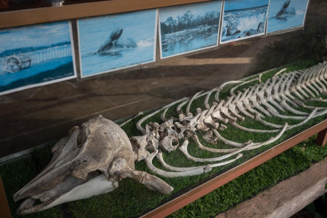 The skeleton of an Irrawaddy dolphin