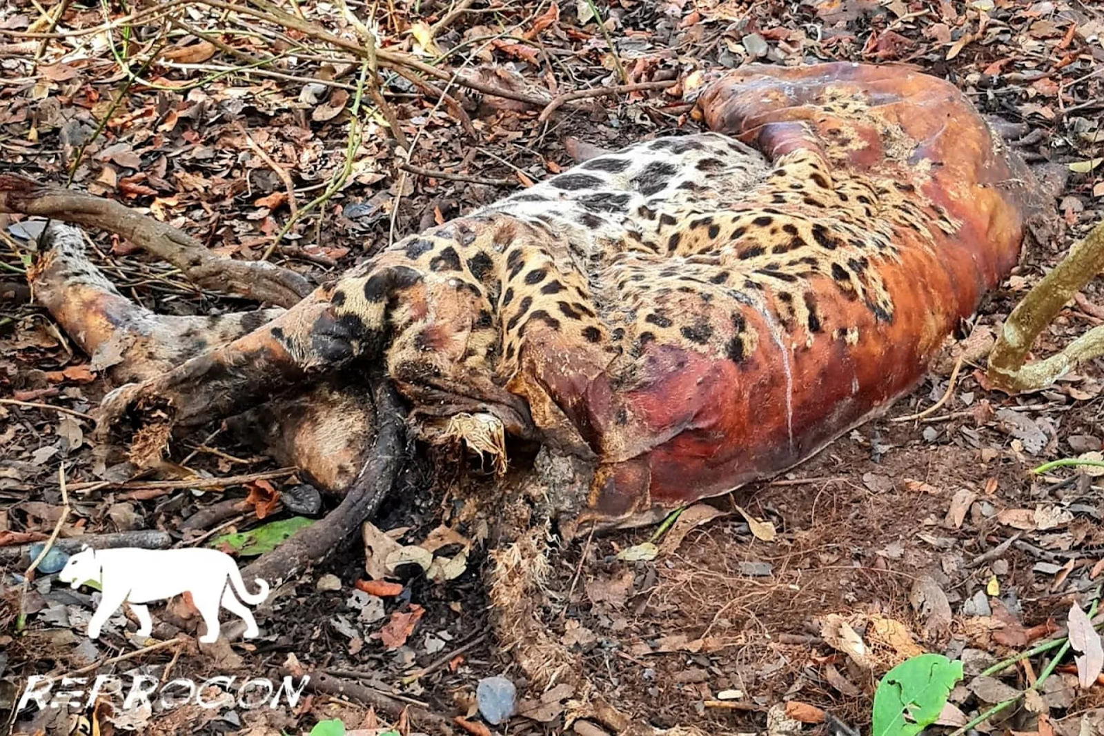 AGROTÓXICOS: PERIGOSOS E ILEGAIS