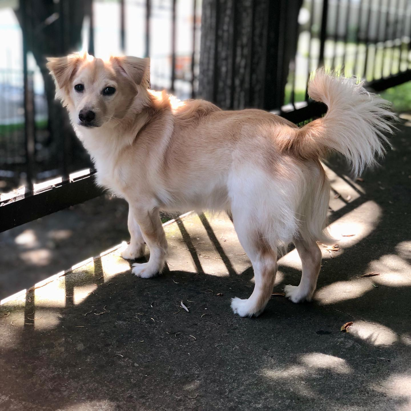 Logan is a golden retriever mix with chihuahua