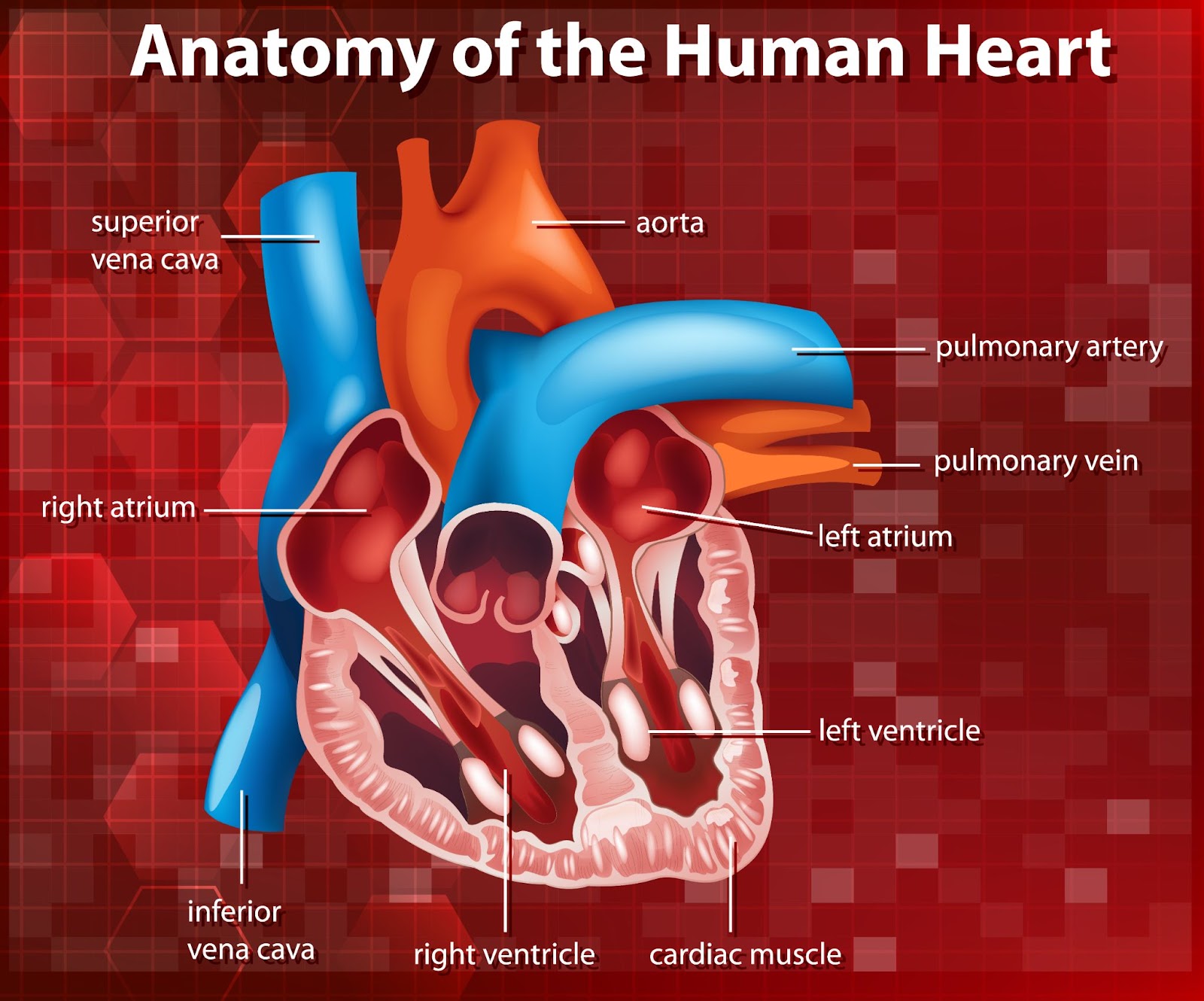 anatomy of human heart