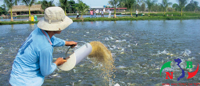 2 tiêu chí cần lưu ý trong phát triển nuôi trồng thủy sản