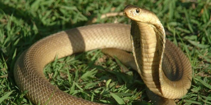Con số may mắn khi chiêm bao thấy rắn